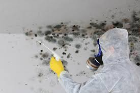 Best Mold Prevention Services in USA